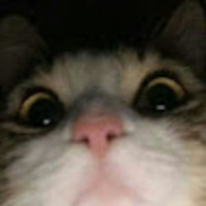 Meet your Posher, Bells